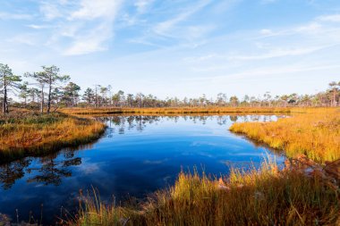 Sabah sisinde kristal berrak göl ve bataklık. Suda yansıma. Parlak mavi gökyüzü. Arka planda çam ağaçları var. Kemeri Milli Parkı, Letonya