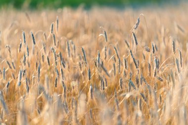 Tarım ekinleri gün batımında. Doku ve yakın çekim. Saf altın ışık