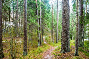 Kış kır manzarası. Ormanda beyaz bir sis. Çam ağaçları ve saf sabah ışığı. Orman yolu. Almanya