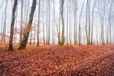 Fransa Lorraine 'de ağaç siluetleri olan sisli bir sonbahar ormanı. Kayın ağaçları yakın plan