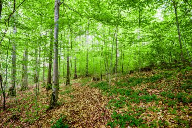 Yaz ormanı manzarası. Yeşil kayın ormanı, yakın ağaçlar. Almanya