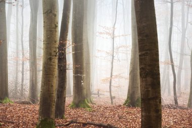 Fransa Lorraine 'de ağaç siluetleri olan sisli bir sonbahar ormanı. Kayın ağaçları yakın plan