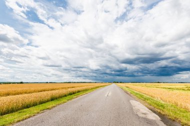 Yaz manzarası. Tarımsal tarlalardan geçen boş bir asfalt yol, arka planda orman manzarası. ABD
