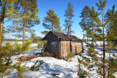 Genç ve yeşil bir ormanda eski bir ahşap kulübe. Kozalaklı ağaçlar. Açık mavi gökyüzü. Kış manzarası. Karelya Kuzey, Laponya