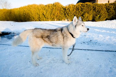 Açık ve güneşli bir kış gününde Husky karda yürüyor ve oynuyor. Laponya, Finlandiya