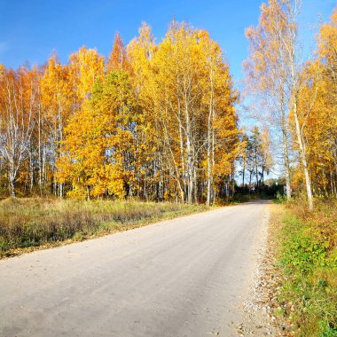 Sonbahar sezonunda kır yolu manzarası. Mavi gökyüzüne karşı altın huş ağaçları. Letonya
