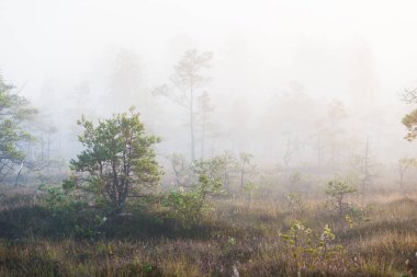 Gün doğumunda bir bataklık. Genç çam ağaçları yakın plan. Sis ve açık mavi sabah gökyüzü. Puslu bir manzara. Kemeri, Letonya