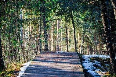 Güneşli bir kış gününde her zaman yeşil olan çam ormanının içinden ahşap geçit. Ağaçların gölgesi. Letonya