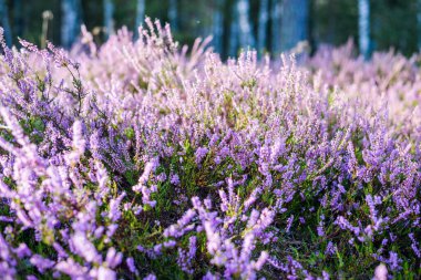Ormanda sabah oldu. Çiçekli fundalık yakın plan. Letonya