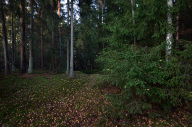 Sonbahar kırsal arazisi. Karanlık orman sahnesi. Gün batımında yosun ve köknar ağaçları. Altın yapraklar yakın plan. Ağaç gövdelerinden güneş ışınları geçiyor. Sıcak akşam ışığı, Letonya.