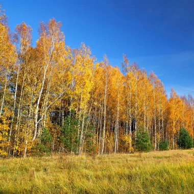 Sonbahar sezonunda kır yolu manzarası. Mavi gökyüzüne karşı altın huş ağaçları. Letonya