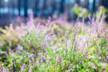 Ormanda sabah oldu. Çiçekli fundalık yakın plan. Letonya