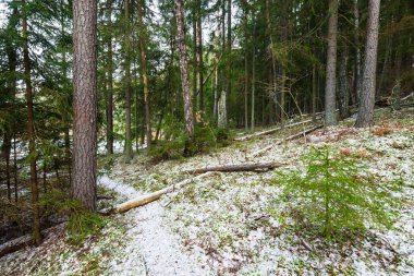 Karla kaplı karışık kozalaklı ormanda bir patika, yeşil çam ve çam ağaçları, yakın ağaç kütükleri, Almanya