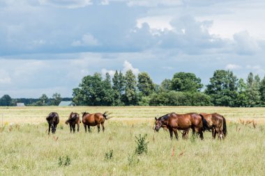 Yaz kır manzarası. Bulutlu bir günde yeşil bir tarlada atlar. Arka planda orman var. ABD