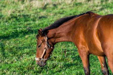 Yeşil çayırda otlayan kahverengi bir at, yakın plan. Açık bir günde köy çiftliğinin manzarası. Letonya