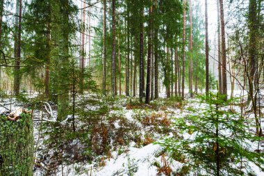 Kış kır manzarası. Ormanda beyaz bir sis. Çam ağaçları ve saf sabah ışığı. İsveç