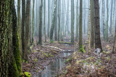 Orman manzarası. Bulutlu bir kış gününde sabah sisi. Letonya