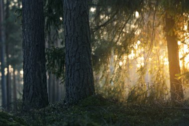 Sonbahar kırsal arazisi. Karanlık orman sahnesi. Gün batımında çam ağaçları. Altın yapraklar yakın plan. Sıcak akşam ışığı, Letonya.
