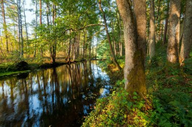 Karışık kozalaklı ormanda küçük bir nehir. Yosunlu ağaçlar yakın plan. Sudaki yansımalar. Ağaç gövdelerinden güneş ışınları geçiyor. Letonya