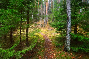 Gizemli karışık kozalaklı ormanın içinden geçen yol. Evergreen çam, ladin, köknar ağaçları, yakın plan kütükler. Altın sonbahar yaprakları. Doğa, mevsimler, kış, ekoloji, Almanya 'da çevre koruma