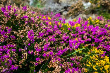 Heather ve sarı buğday çiçeği yakın plan. Britanya, Fransa