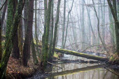 Karanlık orman manzarası. Bulutlu bir kış gününde sislerin içinde bir nehir ve ağaçlar. Letonya