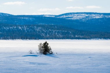 Donmuş gölün panoramik manzarası. Yakından firavun ağaçları. Arka planda karla kaplı dağlar ve kozalaklı ormanlar var. Açık mavi gökyüzü. Kola Yarımadası, Murmansk bölgesi, Kutup Dairesi, Karelia, Rusya