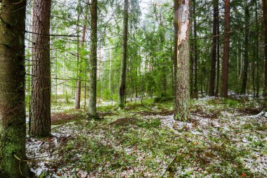 Kış kır manzarası. Ormanda beyaz bir sis. Çam ağaçları ve saf sabah ışığı. İsveç