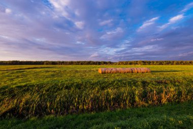 Gün batımında tarla manzarası. Ot yığınları yakın plan. Renkli akşam bulutları. Letonya