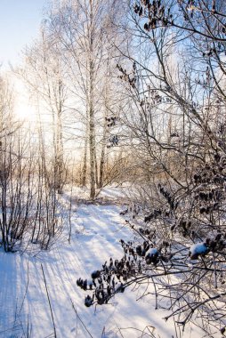 Kış manzarası. Ağaçlarda kar ve buz açık mavi gökyüzüne karşı. Letonya