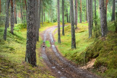Koyu yeşil çam ormanında bir patika. Letonya