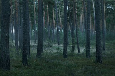 Karanlık orman sahnesi. Akşam güneşi çam ağaçlarının gövdesinden süzülüyor. Gün batımında karışık kozalaklı orman. Sonbahar manzarası. Letonya