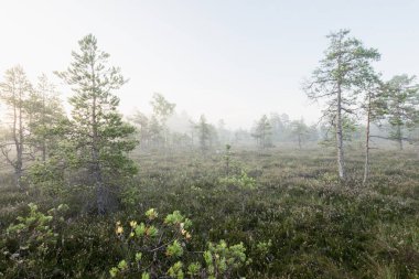 Gün doğumunda bir bataklık. Genç çam ağaçları yakın plan. Sis ve açık mavi sabah gökyüzü. Puslu bir manzara. Kemeri, Letonya