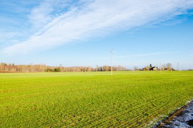 Baharın başında. Kır manzarası. Açık mavi gökyüzü ve beyaz bulutlara karşı yeşil tarımın manzarası. Arka planda orman var. Polonya