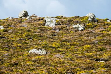 Sarı boğaz ve fundalık bozkır deseni Sonbahar Britanya, Fransa