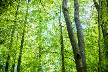 Yaz ormanı manzarası. Yeşil kayın ormanı, yakın ağaçlar. Almanya