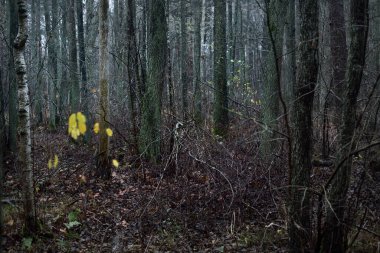 Karanlık orman sahnesi. Yağmurlu bir sonbahar günü. Yosunlu çam ve huş ağaçları, dallar ve renkli yapraklar yakın plan. Letonya