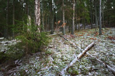 Kış kır manzarası. Ormanda beyaz bir sis. Çam ağaçları ve saf sabah ışığı. Orman yolu. Almanya