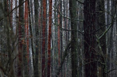 Karanlık orman sahnesi. Yağmurlu bir sonbahar günü. Yosun dolu ağaç gövdeleri yakın plan. Letonya