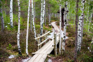 Bulutlu bir kış gününde huş ağacı ormanında ahşap yol. Cenas Tirelis, Letonya