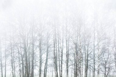 Karanlık ağaç siluetleri kalın bir siste kasvetli gökyüzünün altında. Polonya. Sanat, monokrom, grafik minimalizm, ekoloji, küresel ısınma