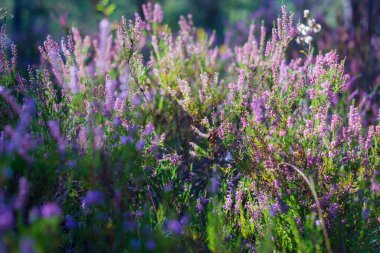 Ormanda sabah oldu. Çiçek açan pembe kenevir çiçekleri. Letonya