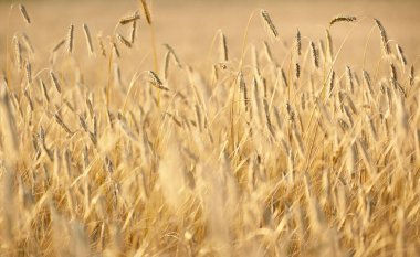 Tarım ekinleri gün batımında. Doku ve yakın çekim. Saf altın ışık. Letonya