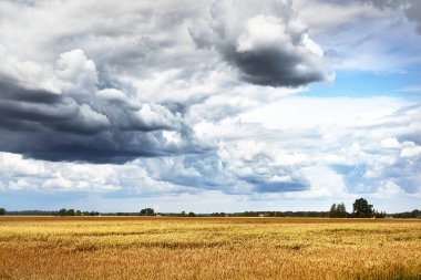 Yaz kırsalında. Bulutlu bir günde tarla manzarası, yakın çekim. ABD