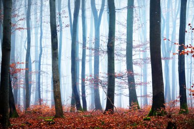 Fransa Lorraine 'de ağaç siluetleri olan sisli bir sonbahar ormanı. Kayın ağaçları yakın plan