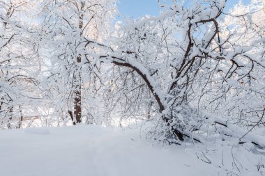 Kar fırtınasından sonra karla kaplı orman. Sabah güneşi. Kış Harikalar Diyarı. Gauja Ulusal Parkı, Sigulda, Letonya