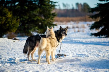 Açık ve güneşli bir kış gününde Husky karda yürüyor ve oynuyor. Laponya, Finlandiya