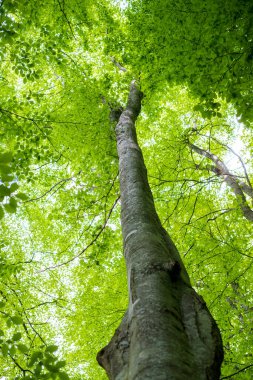 Yaz ormanı manzarası. Yeşil kayın ormanı, yakın ağaçlar. Almanya