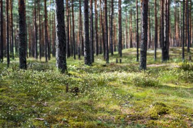 Yağmurdan sonra çam ormanı. Ağaçlar, yosunlar ve eğreltiotu yakından. Yaz manzarası. Finlandiya