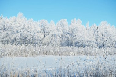 Güneşli kış günü. Arka planda donmuş nehir manzarası ve karla kaplı ağaçlar. Açık mavi sabah gökyüzü. Letonya